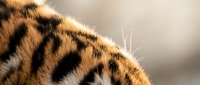 Close-up macro shot of tiger fur showing distinctive orange and black striped pattern with fine hair texture details against soft blurred background.