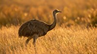 Emu bird standing in golden grassland during sunset with warm lighting creating natural wildlife photography for nature and animal content.