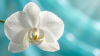White orchid flower with water droplets on petals against soft turquoise blue background. Spa wellness relaxation concept for beauty treatments and aromatherapy.