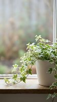 Trailing ivy plant in white ceramic pot on wooden windowsill with blurred garden background, suitable for home decor and interior design projects.