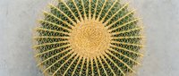 Golden barrel cactus with sharp yellow spines arranged in geometric pattern, isolated on white background for desert plant design projects.