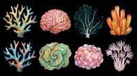 Colorful coral and brain illustrations isolated on transparent background, ready for clipart, t-shirt design, stickers, sublimation and print-on-demand projects.