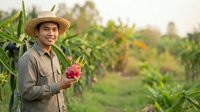 Young male farmer of Southeast Asian ethnicity wearing straw hat and work shirt holding pink dragon fruit in agricultural field during harvest season.