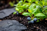 Fresh blueberry plant with ripe berries growing in rich dark soil, organic farming and sustainable agriculture concept for healthy food production.