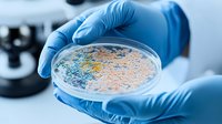 Laboratory scientist holding petri dish with bacterial colonies in blue and orange colors growing on agar medium during microbiology research experiment.