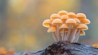 Cluster of glowing orange mushrooms growing on dark tree bark in autumn forest, macro nature photography with soft bokeh background and natural lighting.