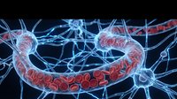 Blood vessel cross-section showing red blood cells flowing through artery with neural network connections on dark background for medical education.