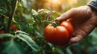 Farmer's hand picking ripe red tomato from plant in organic garden, showcasing sustainable agriculture and fresh produce harvest.