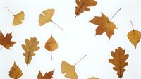 Collection of dried autumn leaves including oak, maple and ginkgo specimens arranged on white background for botanical study and seasonal design projects.