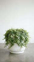 Lush trailing plant with delicate green foliage cascading from white ceramic pot, ideal for interior design, home decor, and botanical styling projects.