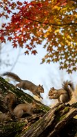 Three gray squirrels gathering on moss-covered tree branch under vibrant autumn maple foliage with red and golden leaves creating seasonal wildlife scene.