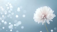 Delicate white chrysanthemum flower on soft blue bokeh background with glowing light spots creates dreamy, romantic atmosphere for greeting cards and wall art.