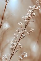Delicate white wildflowers on brown stems against soft blurred background in sepia tones create dreamy natural botanical composition for wall art and greeting cards.