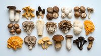 Assorted fresh mushroom varieties arranged on white background including shiitake, oyster, chanterelle, morel and other edible fungi for cooking.