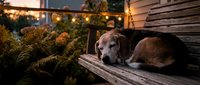 Senior gray and brown dog resting on wooden deck at dusk surrounded by potted plants and warm string lights, suitable for pet lifestyle and home garden content.