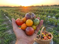 Farmer hands holding colorful heirloom tomatoes at sunset in organic vegetable garden with harvest basket for healthy farm to table cooking and agriculture.
