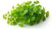 Fresh green ginkgo biloba leaves branch isolated on white background, medicinal herb and natural supplement for brain health and memory boost.