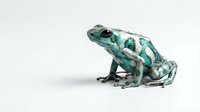 Turquoise and teal patterned frog isolated on white background, suitable for wildlife design, educational materials, and nature-themed graphics.