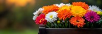 Colorful gerbera daisies and white flowers arranged in dark container with warm sunset bokeh background for spring garden decoration and floral design.