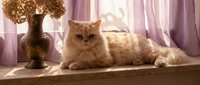 Fluffy orange tabby cat relaxing on sunny windowsill with decorative vase and pink curtains in cozy home interior setting for pet lifestyle content.