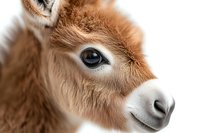 Close up portrait of brown donkey face showing gentle expression and large eye. Soft fur texture and white muzzle detail against light background.