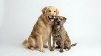 Golden retriever and mixed breed dog sitting together in friendly pose on white background isolated for pet care and animal friendship concepts.
