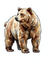 Brown bear standing in front view, isolated on white background, suitable for wildlife design, educational materials, t-shirt prints, and clipart applications.