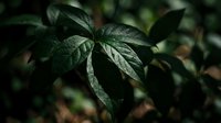 Fresh green leaves with water droplets in natural garden setting showcasing organic plant growth and morning dew for botanical and nature themes.