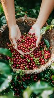 Female hands holding fresh picked red and green coffee cherries over woven basket during harvest season, surrounded by coffee plant leaves and natural foliage.