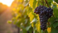 Purple grapes hanging on vine with green leaves in warm sunlight, vineyard harvest season agriculture concept for wine making and farming industry.