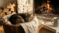Cozy tabby cat sleeping peacefully in wicker basket with knitted blanket by warm fireplace. Perfect for home comfort and relaxation themes.