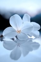 Delicate white flower petals reflecting on glossy surface in soft blue tones, creating ethereal atmosphere for wellness and spa concepts.