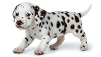Adorable Dalmatian puppy with black spots on white background, young dog breed pet animal isolated for design and commercial use.