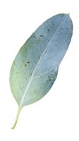 Eucalyptus leaf isolated on white background showing natural texture, veining, and botanical detail for design and educational use.