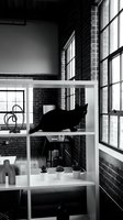 Black cat resting on white shelving unit near industrial brick wall and large windows, monochrome interior design scene for home decor and lifestyle content.