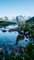 White llama standing by alpine stream with wildflowers and snow-capped mountains, reflecting in clear water for nature and wildlife photography.