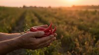 Farmer hands holding fresh red chili peppers at sunset in agricultural field. Organic spice harvest concept for cooking and food production.