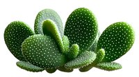 Green paddle cactus with distinctive white spines growing in cluster formation, showcasing natural desert plant texture against clean background.