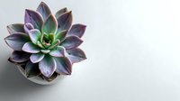 Purple and green succulent plant in white pot against minimalist white background, showcasing vibrant rosette formation.