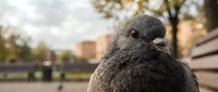 Close-up portrait of gray pigeon in urban park setting with blurred city buildings and autumn trees in background for wildlife and nature projects.
