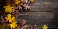 Colorful autumn maple leaves arranged on rustic wooden background, creating seasonal border frame for fall-themed designs.