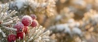 Frosted pine branches with red berries covered in snow creating festive winter holiday decoration with warm bokeh lights in background.