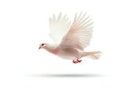 White dove flying with spread wings on isolated background, soft feathers and graceful posture captured in motion, symbol of peace and purity.