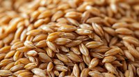 Golden brown barley grains in macro close up view showing natural texture and pattern of raw cereal crop, agricultural harvest background for food industry.