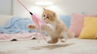 Fluffy ginger kitten playing with pink feather toy on carpet, surrounded by colorful pillows and blankets in bright room. Playful pet entertainment and indoor cat activity.