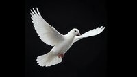 White dove flying with spread wings isolated on black background symbolizing peace freedom and spirituality for religious and conceptual designs.