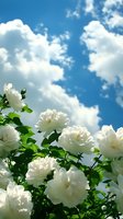White garden roses blooming against bright blue summer sky with fluffy clouds, creating natural upward perspective for garden and nature designs.