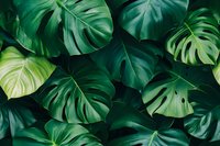 Fresh monstera deliciosa leaves creating natural pattern in dark and light green tones. Tropical foliage background for botanical designs and nature concepts.