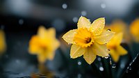 Yellow daffodil flower with water drops on petals against dark blurred background. Spring garden macro photography in rain showing delicate natural details.
