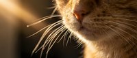 Close-up of orange tabby cat whiskers and nose in warm golden sunlight creating dramatic lighting and peaceful feline portrait for pet care content.